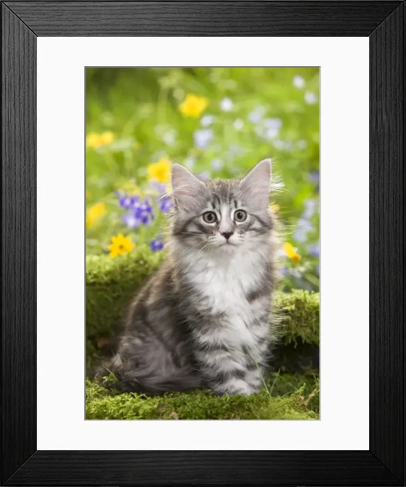 Framed Print : Cat - 8 week old Norwegian Forest kitten with flowers Framed Print : Cat - 8 week old Norwegian Forest kitten with flowers