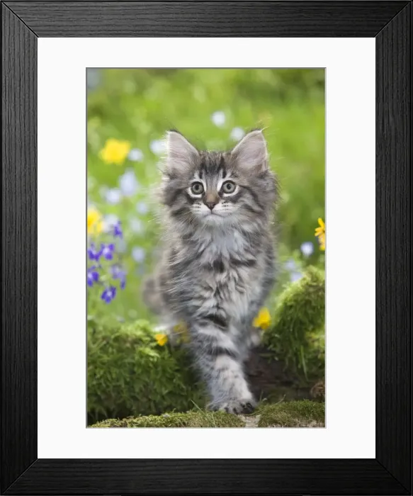 Framed Print : Cat - 8 week old Norwegian Forest kitten with flowers Framed Print : Cat - 8 week old Norwegian Forest kitten with flowers