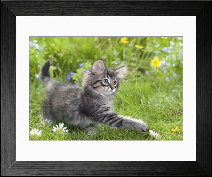 Framed Print : Cat - 8 week old Norwegian Forest kitten with flowers Framed Print : Cat - 8 week old Norwegian Forest kitten with flowers
