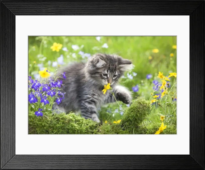 Framed Print : Cat - 8 week old Norwegian Forest kitten sniffing flowers Framed Print : Cat - 8 week old Norwegian Forest kitten sniffing flowers