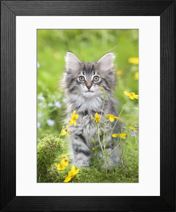 Framed Print : Cat - 8 week old Norwegian Forest kitten with flowers Framed Print : Cat - 8 week old Norwegian Forest kitten with flowers