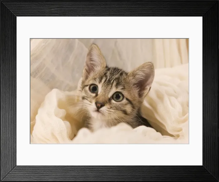 Framed Print : Cat - kitten sitting with blanket around Framed Print : Cat - kitten sitting with blanket around