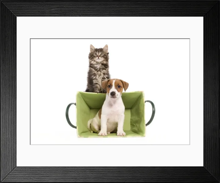 Framed Print : Dog - Jack Russell Terrier puppy in basket with Norwegian Forest Cat kitten sitting on top
