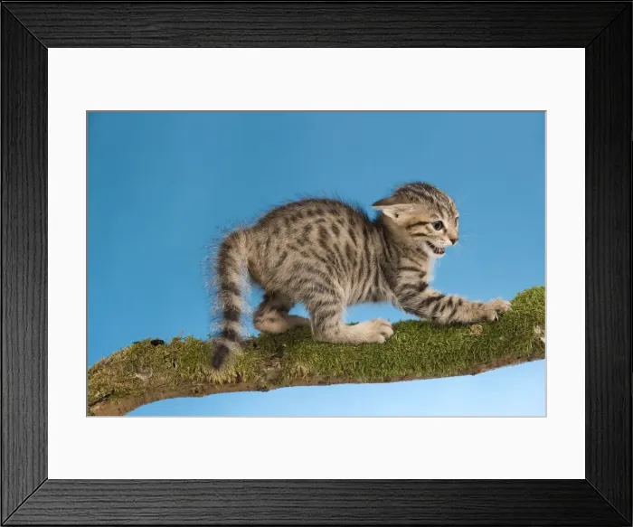 Framed Print : Cat - tabby kitten on tree branch in defensive posture - witht tail fluffed up Framed Print : Cat - tabby kitten on tree branch in defensive posture - witht tail fluffed up