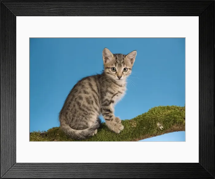 Framed Print : Cat - tabby kitten sitting on tree branch