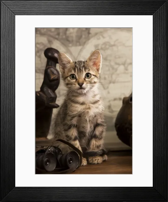 Framed Print : Cat - tabby kitten sitting next to binoculars Framed Print : Cat - tabby kitten sitting next to binoculars
