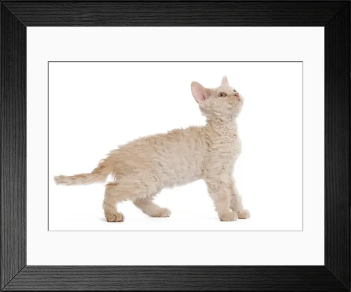 Framed Print : Cat - Selkirk Red kitten in studio looking up Framed Print : Cat - Selkirk Red kitten in studio looking up