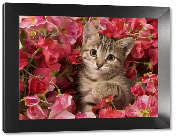Cat - kitten amongst flowers