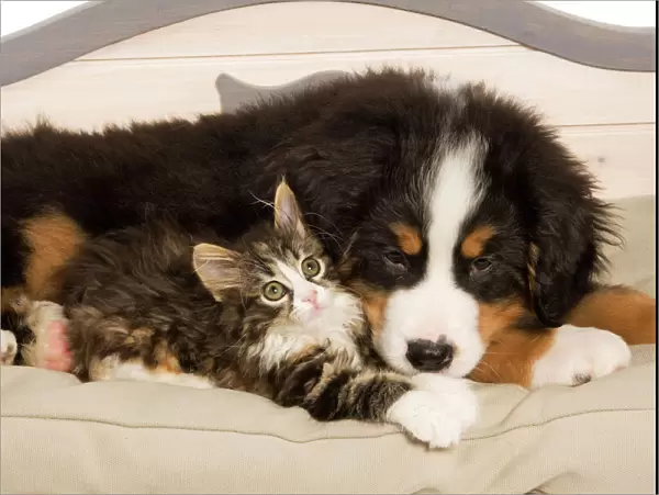 Dog - Bermese Mountain Dog puppy with kitten on dog bed