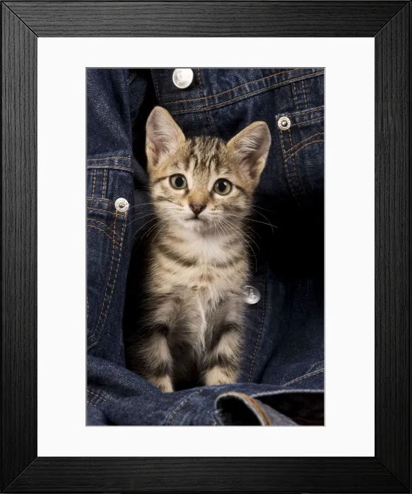 Framed Print : Cat - kitten in jean jacket Framed Print : Cat - kitten in jean jacket