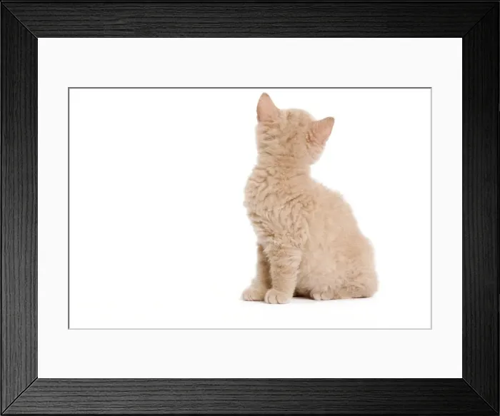 Framed Print : Cat - Selkirk Red kitten sitting in studio backview Framed Print : Cat - Selkirk Red kitten sitting in studio backview