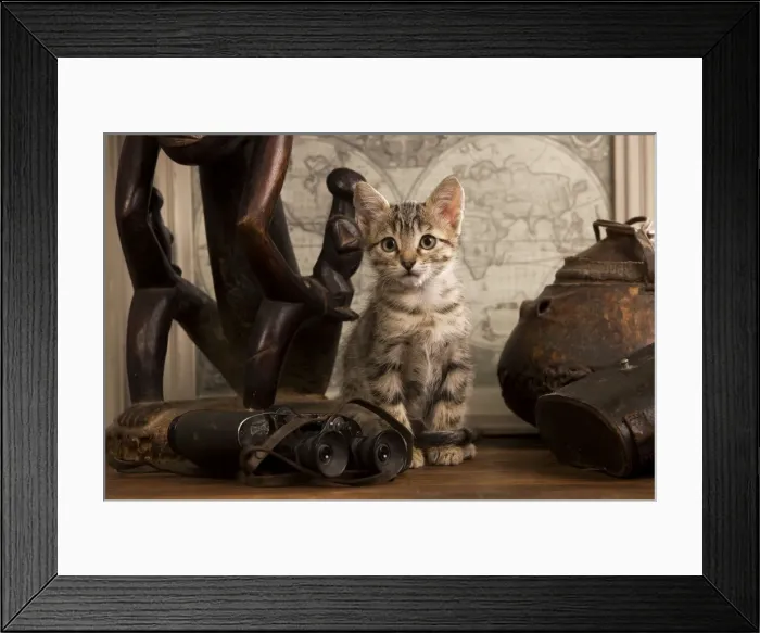 Framed Print : Cat - tabby kitten next to binoculars & ornaments