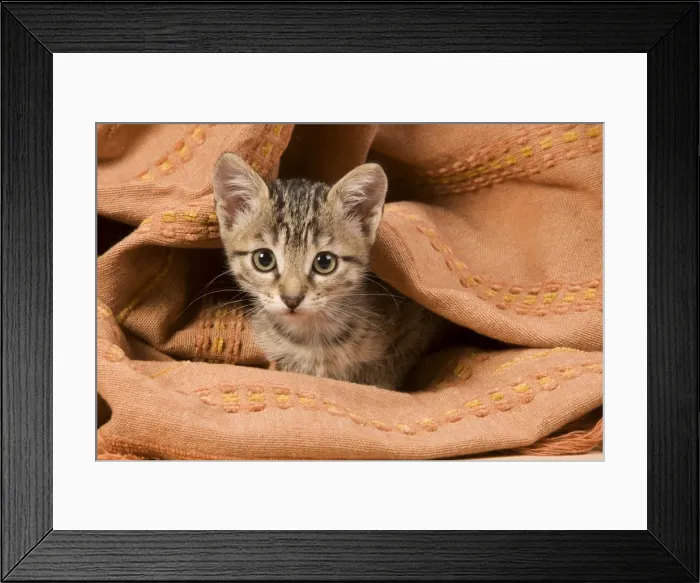 Framed Print : Cat - kitten hiding in blanket Framed Print : Cat - kitten hiding in blanket