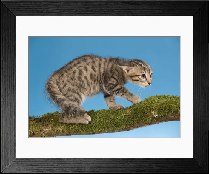 Framed Print : Cat - tabby kitten on tree branch in defensive posture Framed Print : Cat - tabby kitten on tree branch in defensive posture