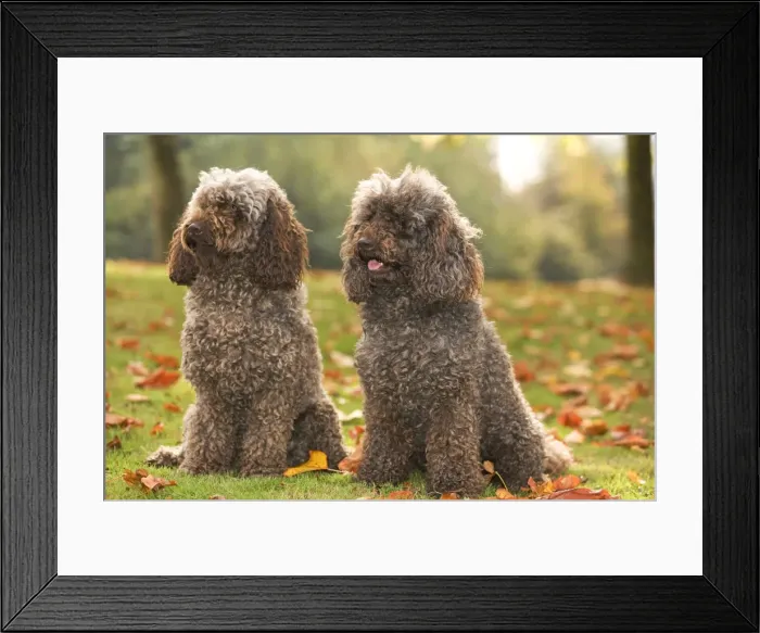 Framed Print : Dog - two Standard Poodle Framed Print : Dog - two Standard Poodle