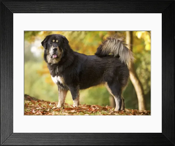 Framed Print : Dog - Tibetan mastiff Framed Print : Dog - Tibetan mastiff