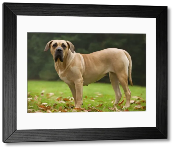 Framed Print : Canary Dog. Also known as Perro de Presa Canario Framed Print : Canary Dog. Also known as Perro de Presa Canario