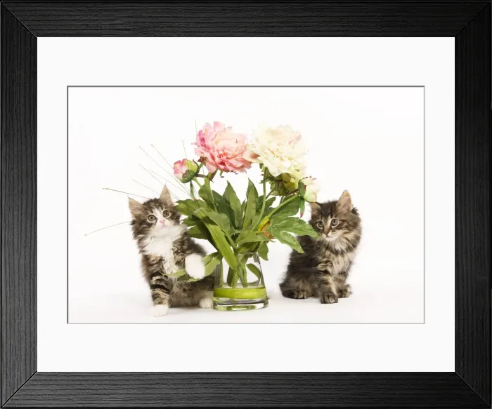Framed Print : Cat - Norwegian Forest kittens in studio with vase of flowers Framed Print : Cat - Norwegian Forest kittens in studio with vase of flowers
