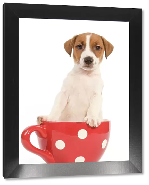 Dog - Jack Russell Terrier puppy in a red & white spotted mug