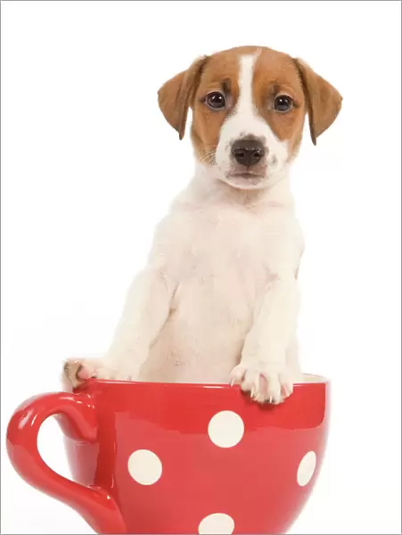 Dog - Jack Russell Terrier puppy in a red & white spotted mug
