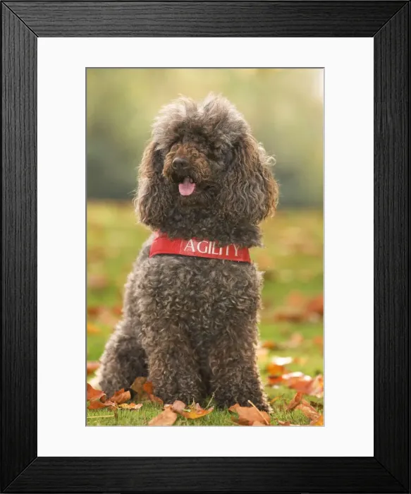 Framed Print : Dog - Standard Poodle Framed Print : Dog - Standard Poodle