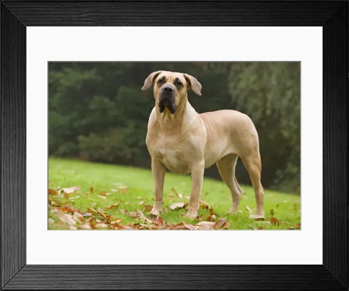 Framed Print : Canary Dog. Also known as Perro de Presa Canario Framed Print : Canary Dog. Also known as Perro de Presa Canario