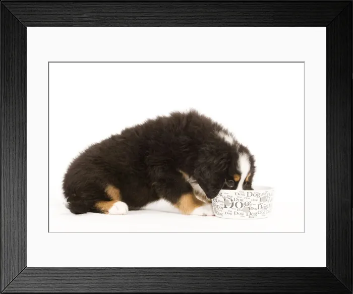 Framed Print : Dog - Bermese Mountain Dog - puppy eating from dog bowl Framed Print : Dog - Bermese Mountain Dog - puppy eating from dog bowl