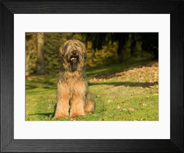 Framed Print : Dog - Briard / Berger de Brie Framed Print : Dog - Briard / Berger de Brie