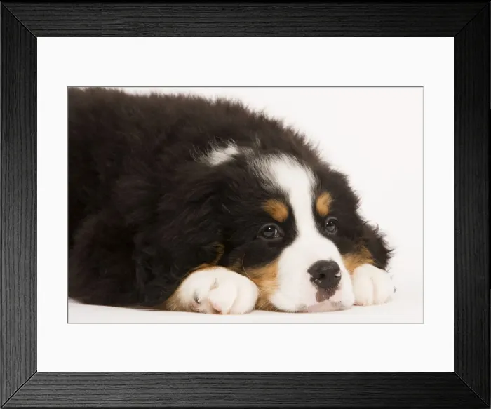 Framed Print : Dog - Bermese Mountain Dog in studio Framed Print : Dog - Bermese Mountain Dog in studio