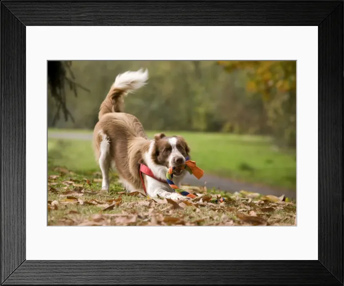Framed Print : Dog - Border Collie playing with plaited rope toy Framed Print : Dog - Border Collie playing with plaited rope toy