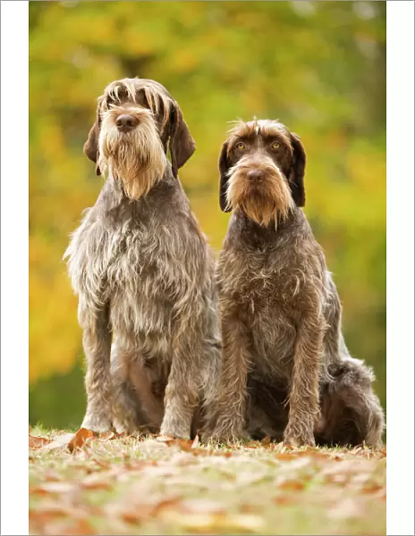DOG - Wire-haired Pointing Griffon  /  Korthals Griffon
