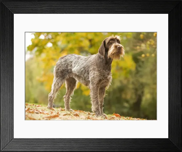 Framed Print : DOG - Wire-haired Pointing Griffon / Korthals Griffon Framed Print : DOG - Wire-haired Pointing Griffon / Korthals Griffon