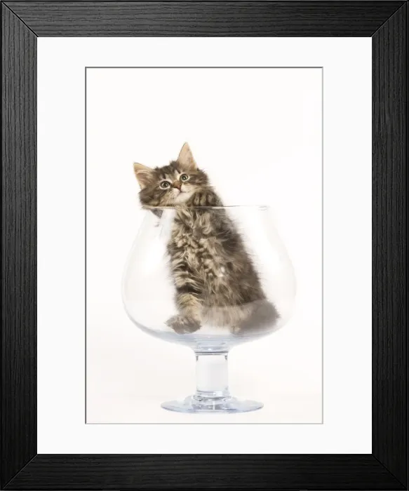 Framed Print : Cat - Norwegian Forest kitten in large wine glass Framed Print : Cat - Norwegian Forest kitten in large wine glass
