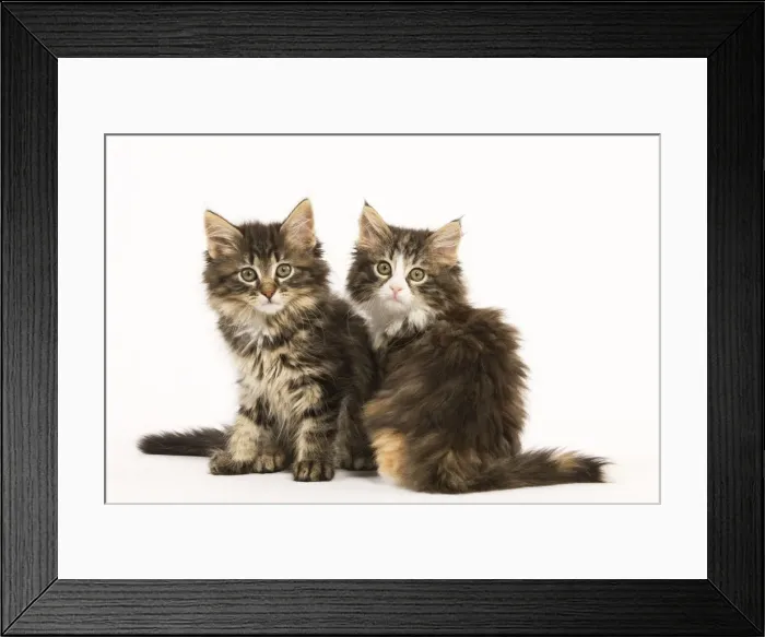 Framed Print : Cat - Norwegian Forest kittens two in studio Framed Print : Cat - Norwegian Forest kittens two in studio