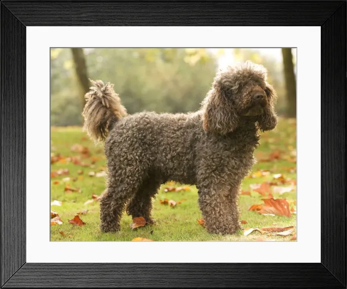 Framed Print : Dog - Standard Poodle Framed Print : Dog - Standard Poodle