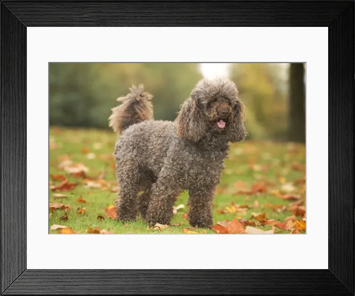 Framed Print : Dog - Standard Poodle Framed Print : Dog - Standard Poodle