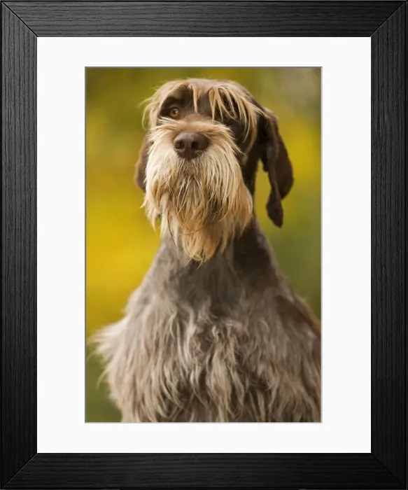 Framed Print : DOG - Wire-haired Pointing Griffon / Korthals Griffon Framed Print : DOG - Wire-haired Pointing Griffon / Korthals Griffon