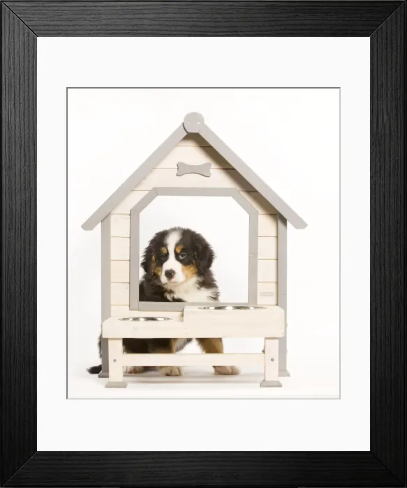 Framed Print : Dog - Bermese Mountain Dog at dog feeding station in studio Framed Print : Dog - Bermese Mountain Dog at dog feeding station in studio