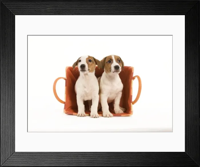 Framed Print : Dog - two Jack Russell Terrier puppies in basket Framed Print : Dog - two Jack Russell Terrier puppies in basket
