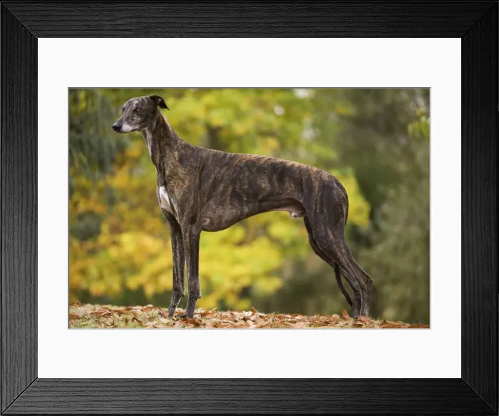 Framed Print : Dog - Greyhound outside Framed Print : Dog - Greyhound outside