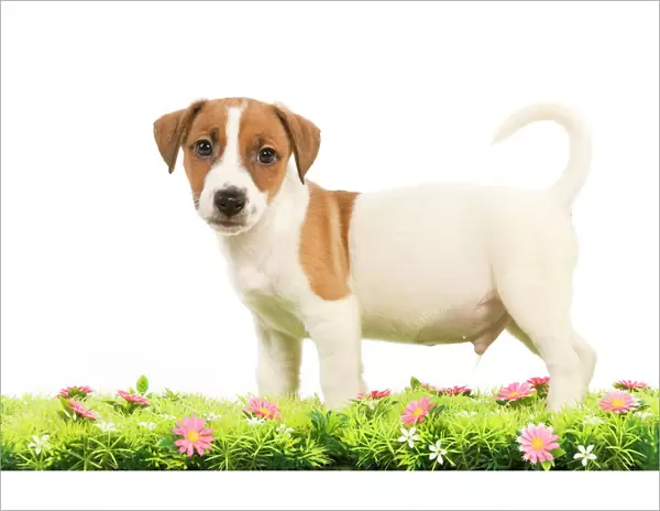 Dog - Jack Russell Terrier puppy with flowers