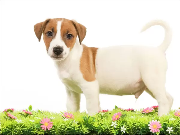 Dog - Jack Russell Terrier puppy with flowers
