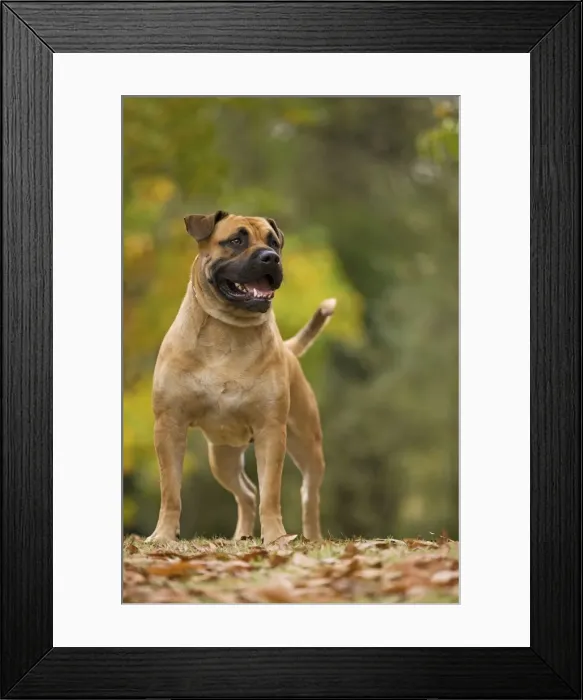 Framed Print : Dog - Perro de Presa Mallorquin / Ca de Bou / Majorca Mastiff Framed Print : Dog - Perro de Presa Mallorquin / Ca de Bou / Majorca Mastiff