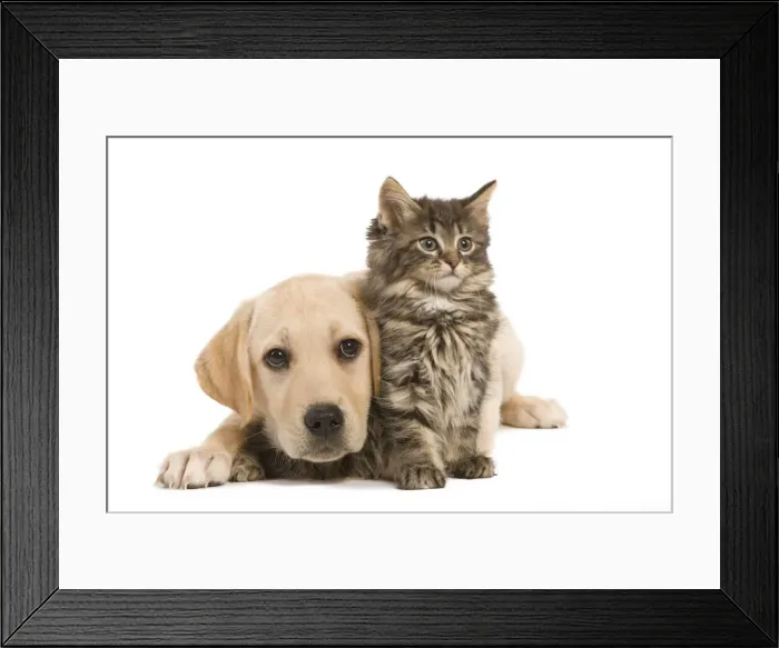 Framed Print : Cat & Dog - Labrador puppy and Norwegian Forest Cat kitten Framed Print : Cat & Dog - Labrador puppy and Norwegian Forest Cat kitten