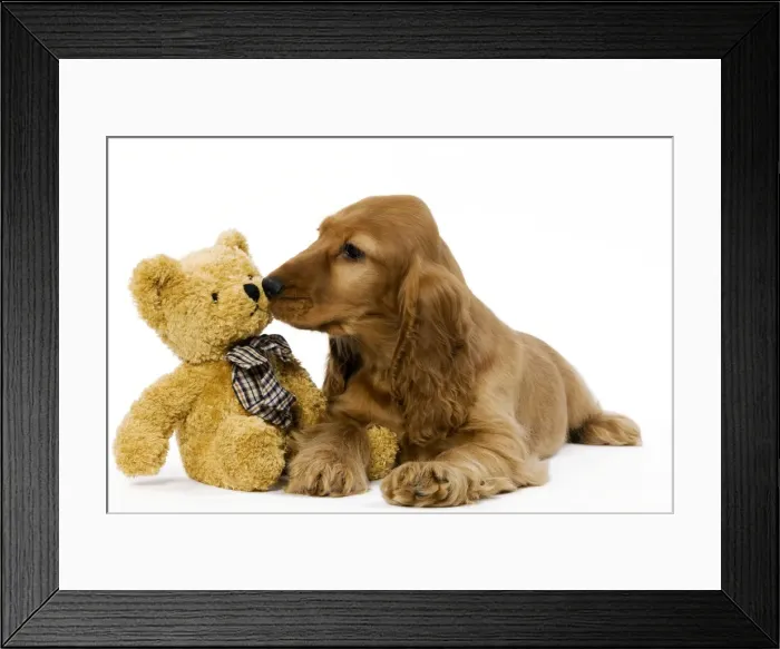 Framed Print : Dog - English Cocker Spaniel puppy in studio with teddy bear Framed Print : Dog - English Cocker Spaniel puppy in studio with teddy bear