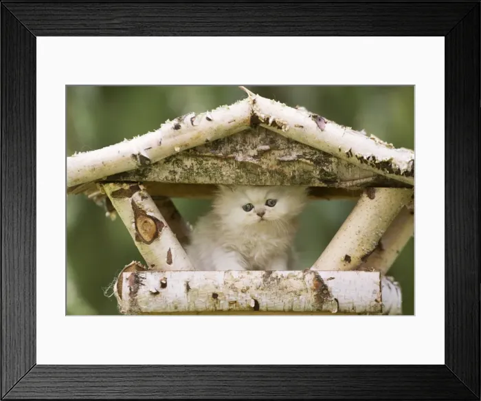 Framed Print : Cat - Persian Chinchilla kitten sitting on bird table Framed Print : Cat - Persian Chinchilla kitten sitting on bird table