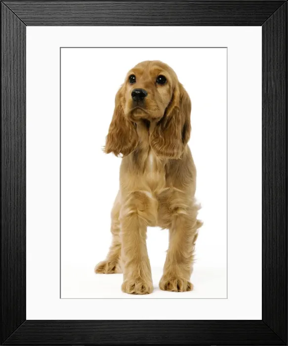 Framed Print : Dog - English Cocker Spaniel puppy in studio Framed Print : Dog - English Cocker Spaniel puppy in studio