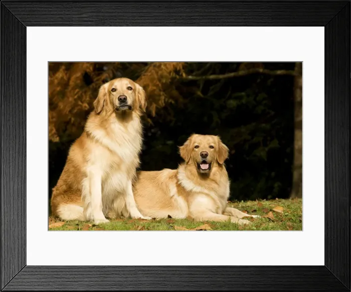 Framed Print : Dog - Hovawart - two outside Framed Print : Dog - Hovawart - two outside