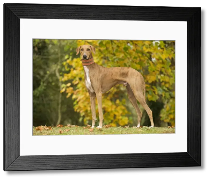 Framed Print : Dog - Azawakh. Also known as Tuareg Sloughi Framed Print : Dog - Azawakh. Also known as Tuareg Sloughi