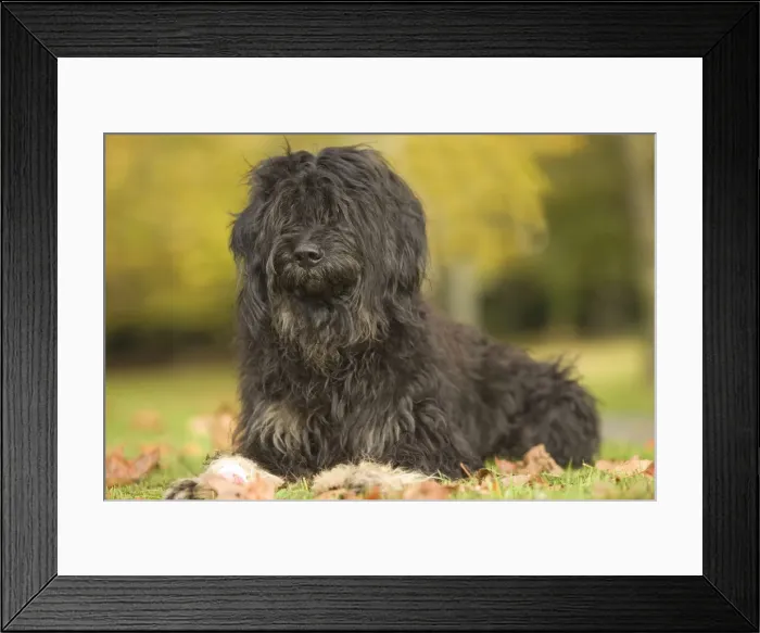 Framed Print : Dog - Portuguese Sheepdog. Also known as: Cao da serra de Aires or Monkey Dog Framed Print : Dog - Portuguese Sheepdog. Also known as: Cao da serra de Aires or Monkey Dog